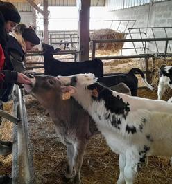 Vache